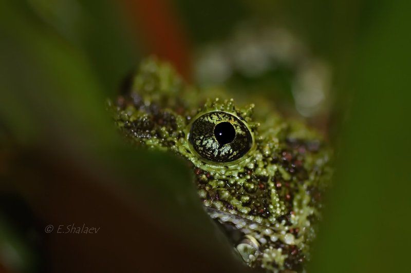 Frog, Mossy Frog, Theloderma corticale, Амфибии, Лягушка  фото превью