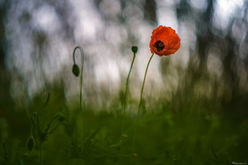 Papaver фото превью
