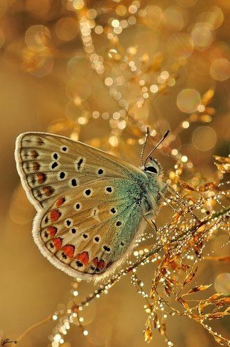 Polyommatus icarus