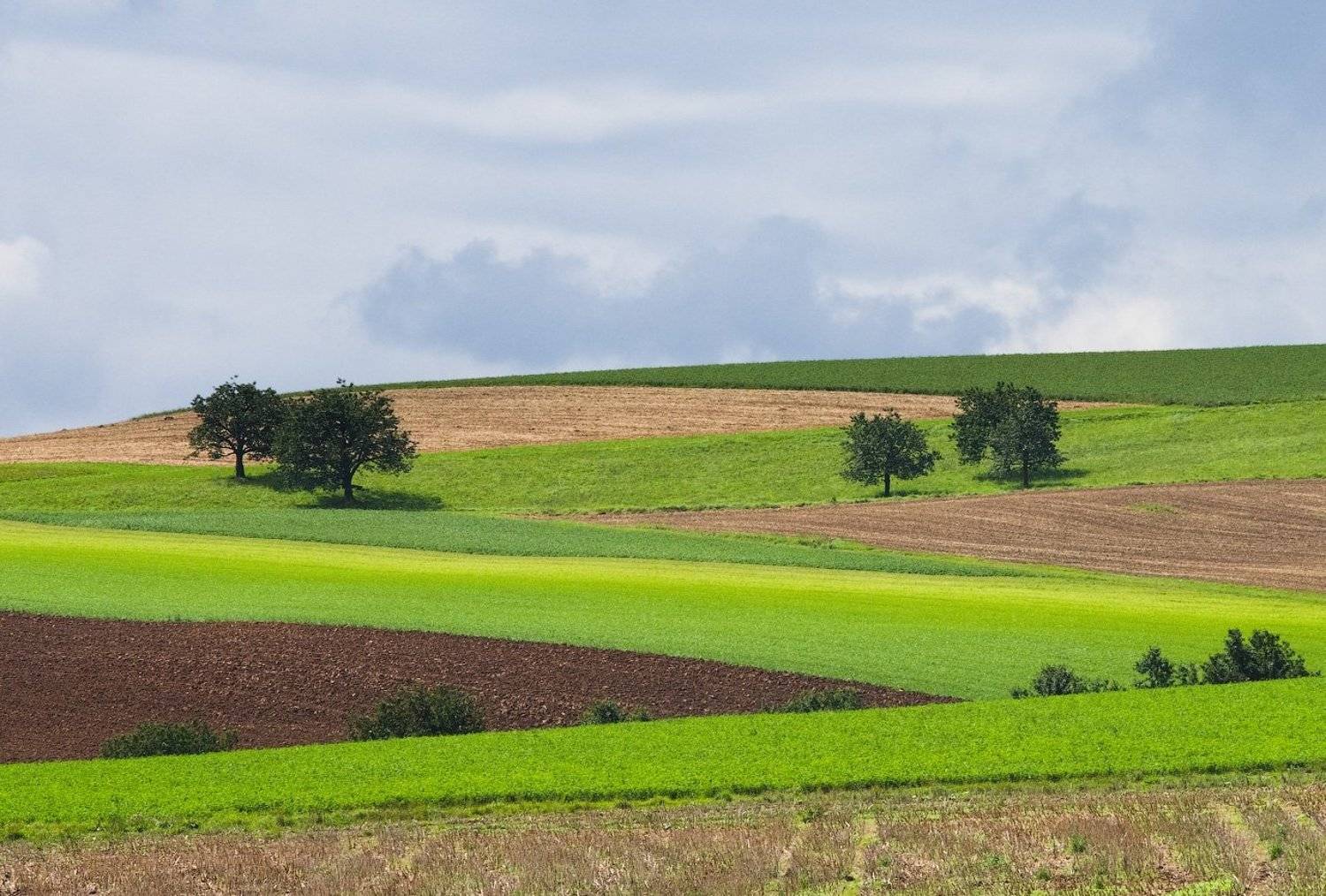 швейцария, поле, облака, деревья, swiss, switzeland, clouds, trees, Дмитрий