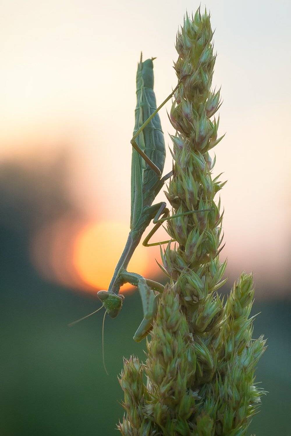 , Кузнецов Дмитрий
