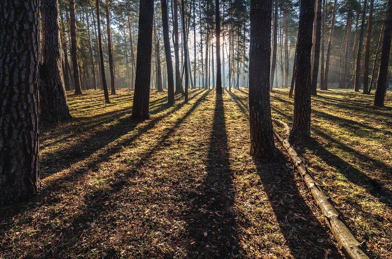 весна, деревья, свет, солнце, сосны, тени, тень, туман, утро **** фото превью