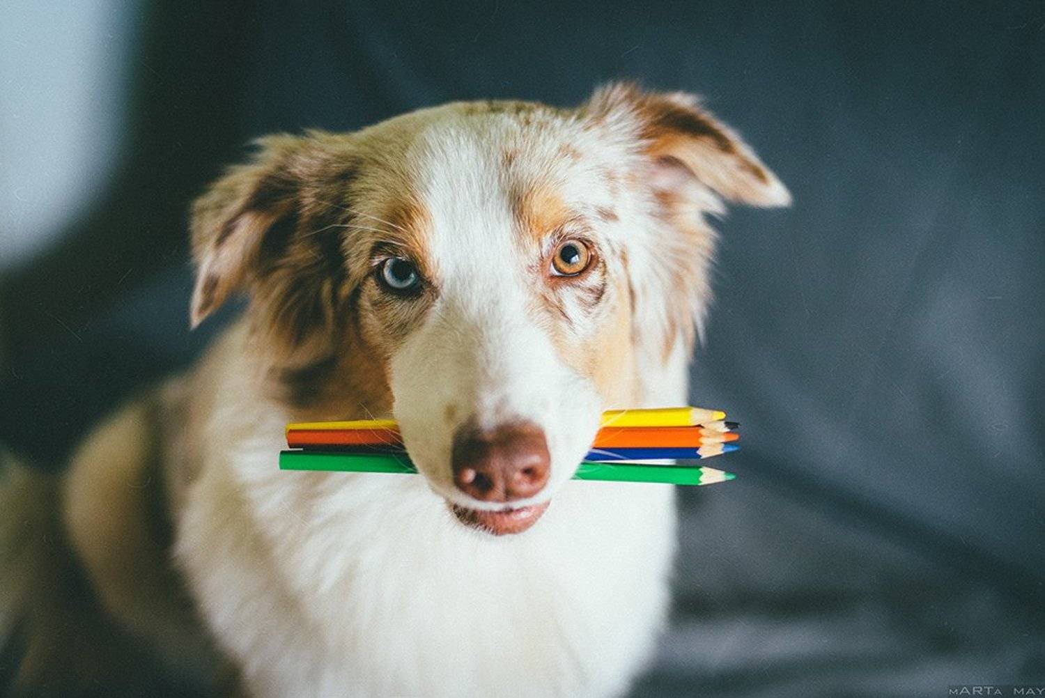 собака, карандаши, художник, австралийская овчарка, Марта Май
