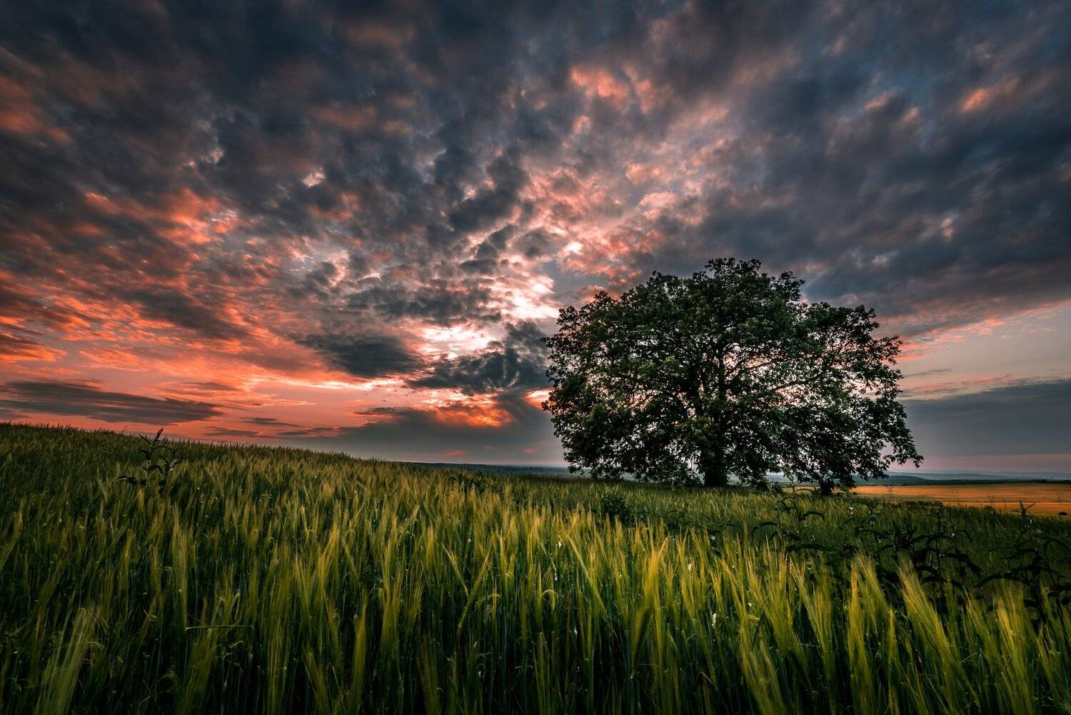 sunset, tree, landscape, grass. field, sky, clouds, Jeni Madjarova