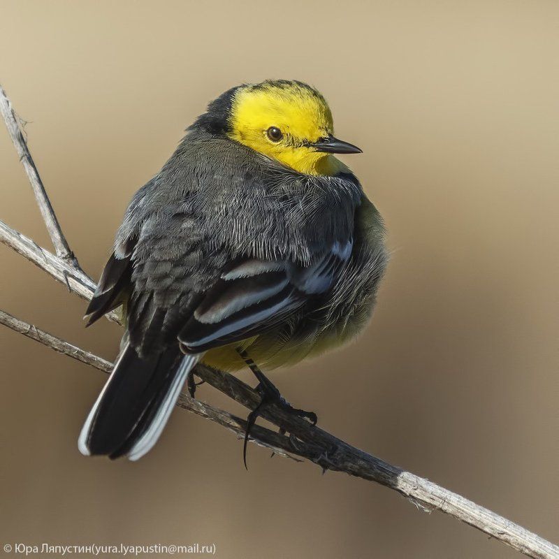 Желтоголовая трясогузка Yellow wagtail. фото превью