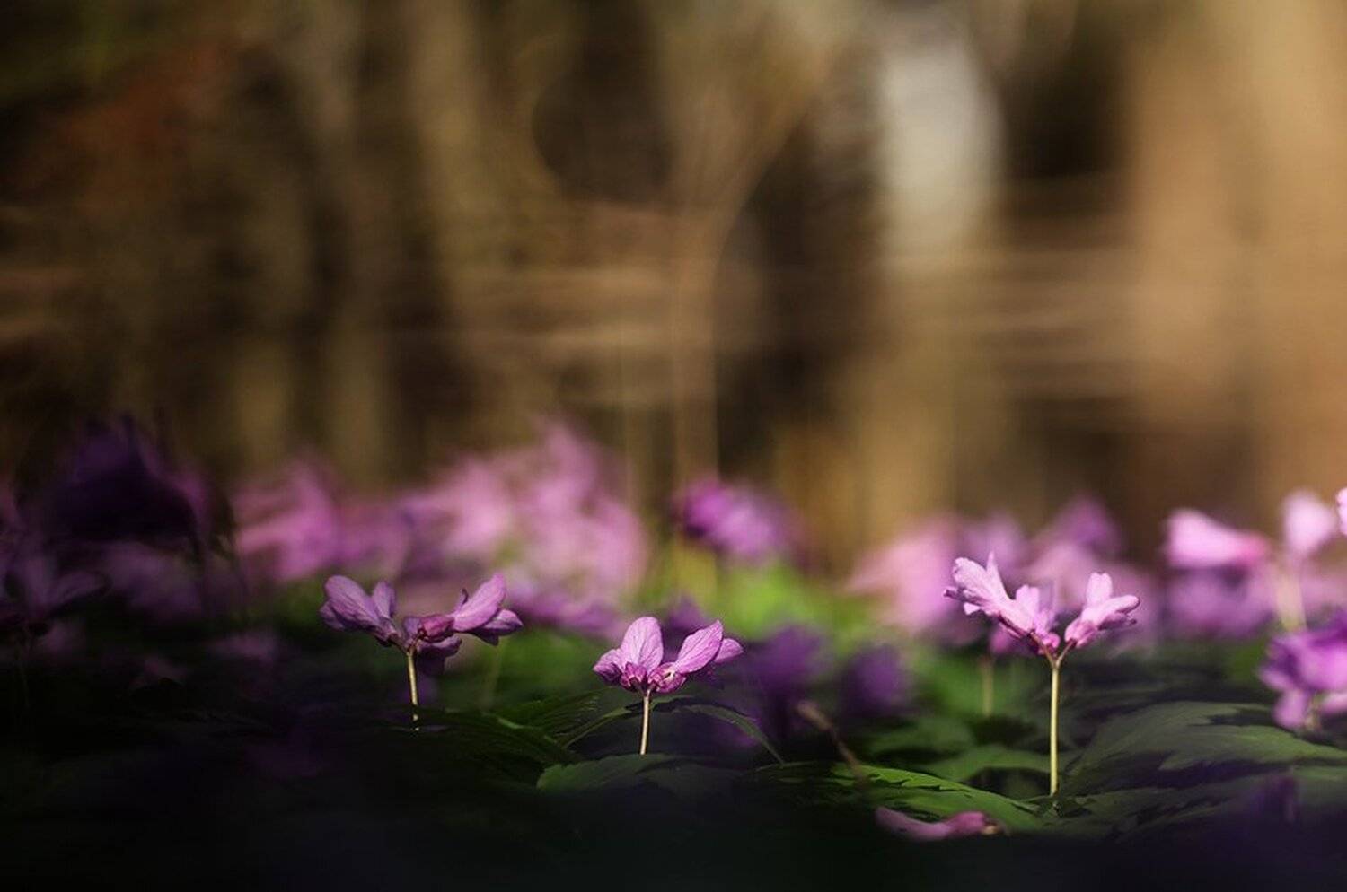 , Иваненко Светлана