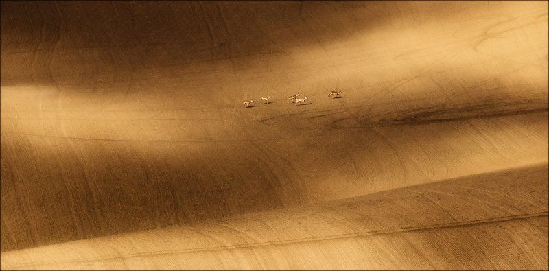 south moravia, south moravian, моравия, чехия, южная моравия / Весна в Южной Чехии / фото превью