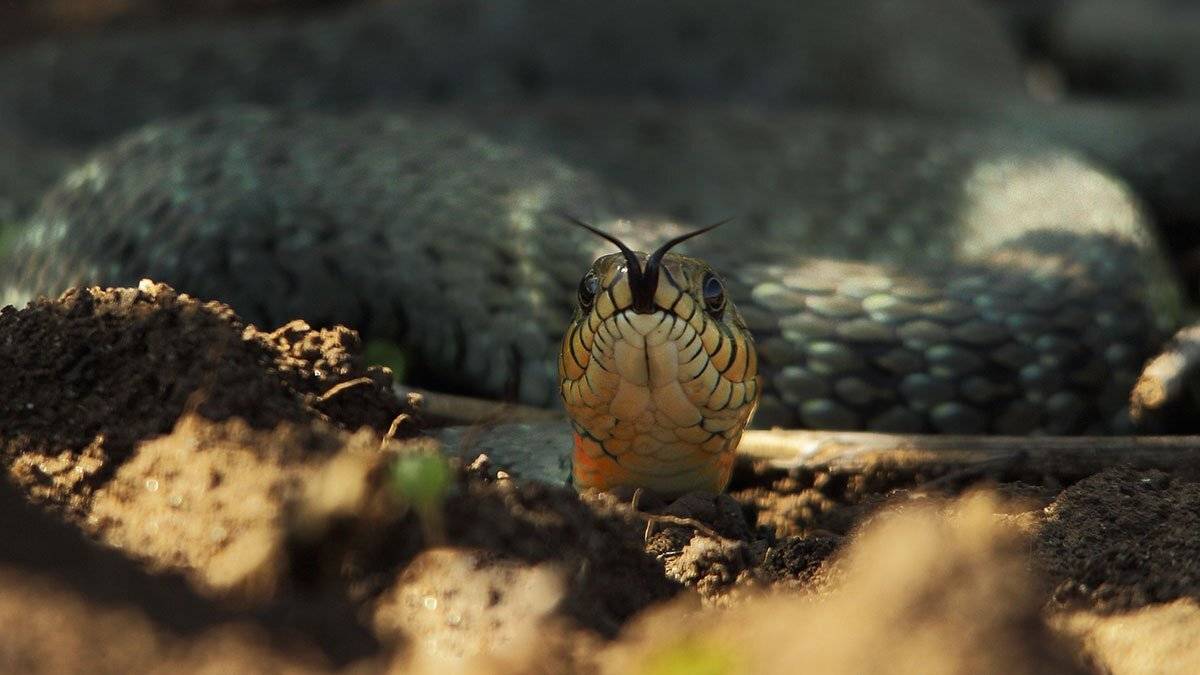 уж обыкновенный, natrix natrix, Роман Рысь