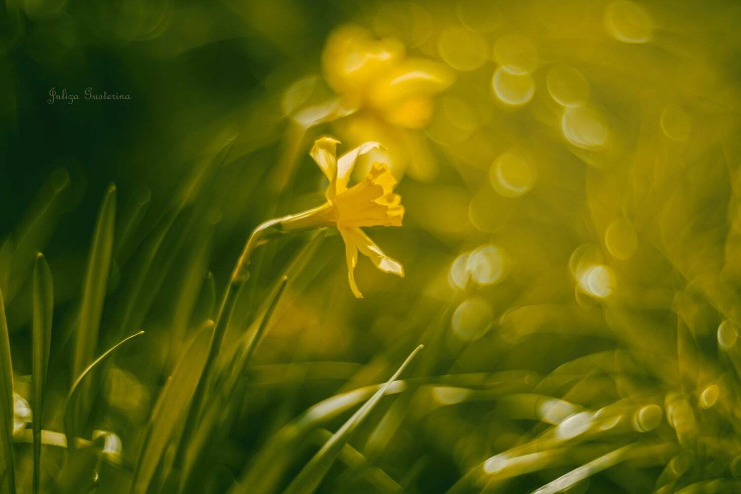 , Юлия Густерина