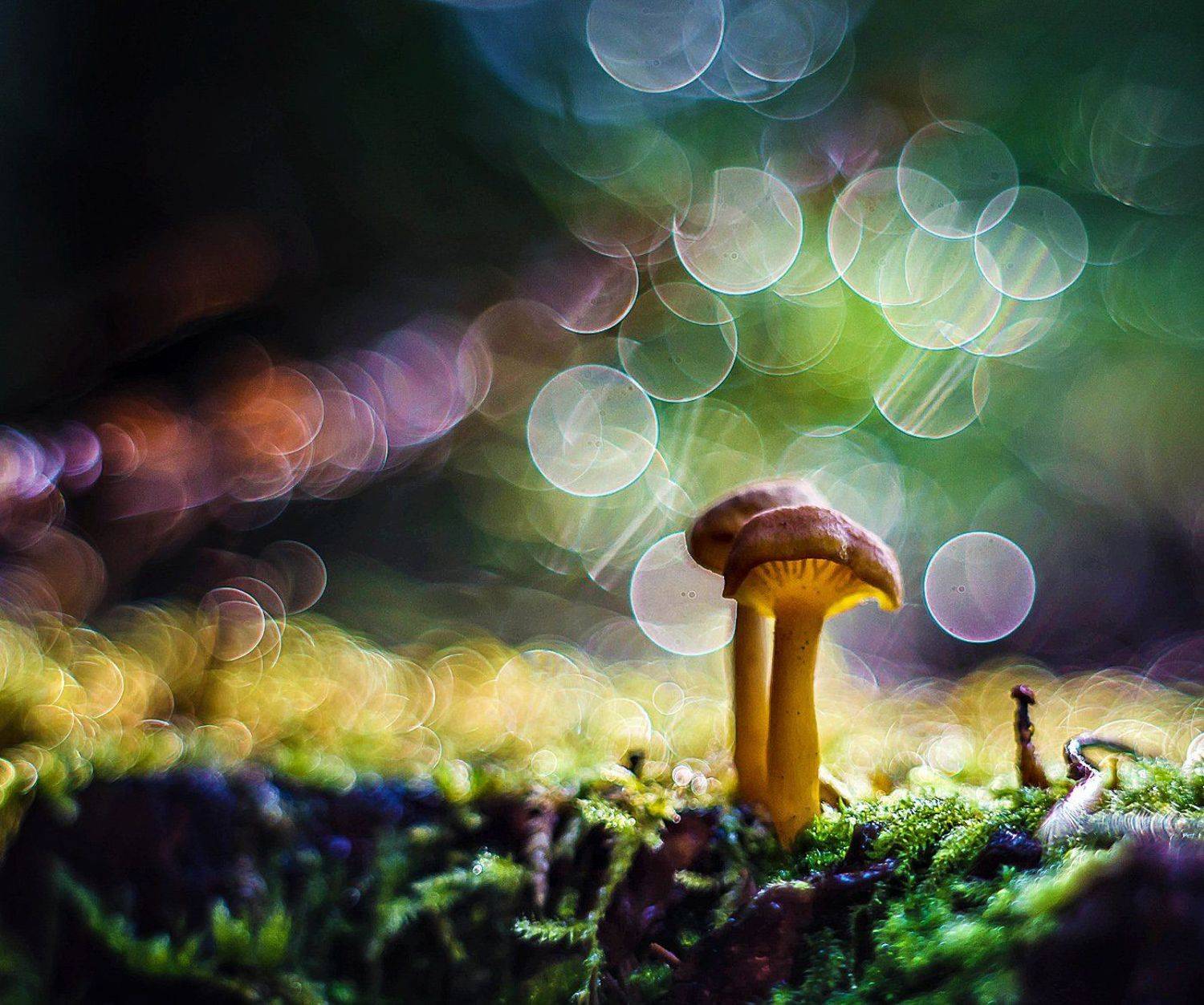 , Синкальський Тарас