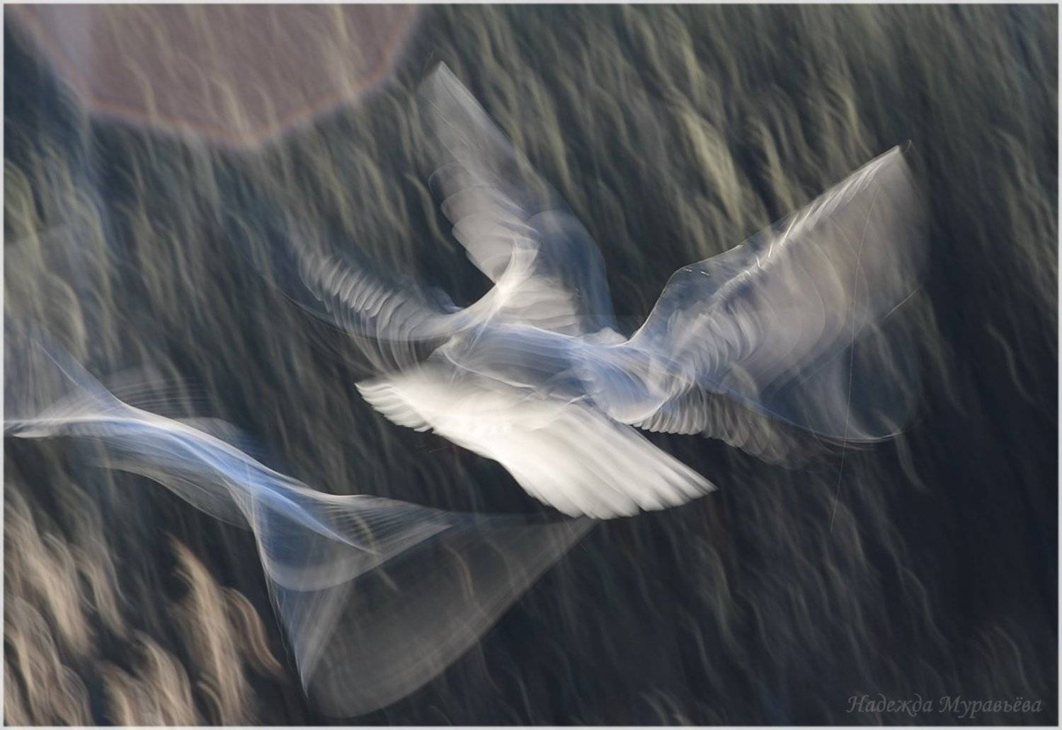 Полёт, Птицы, Чайки, Надежда Муравьёва