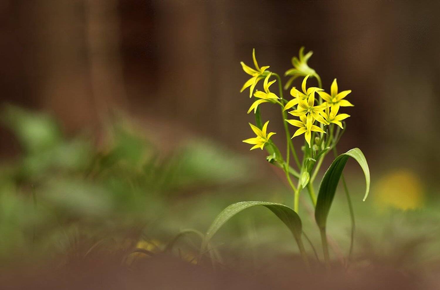 , Иваненко Светлана