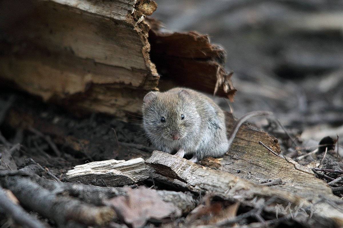 , Шангареев Марс