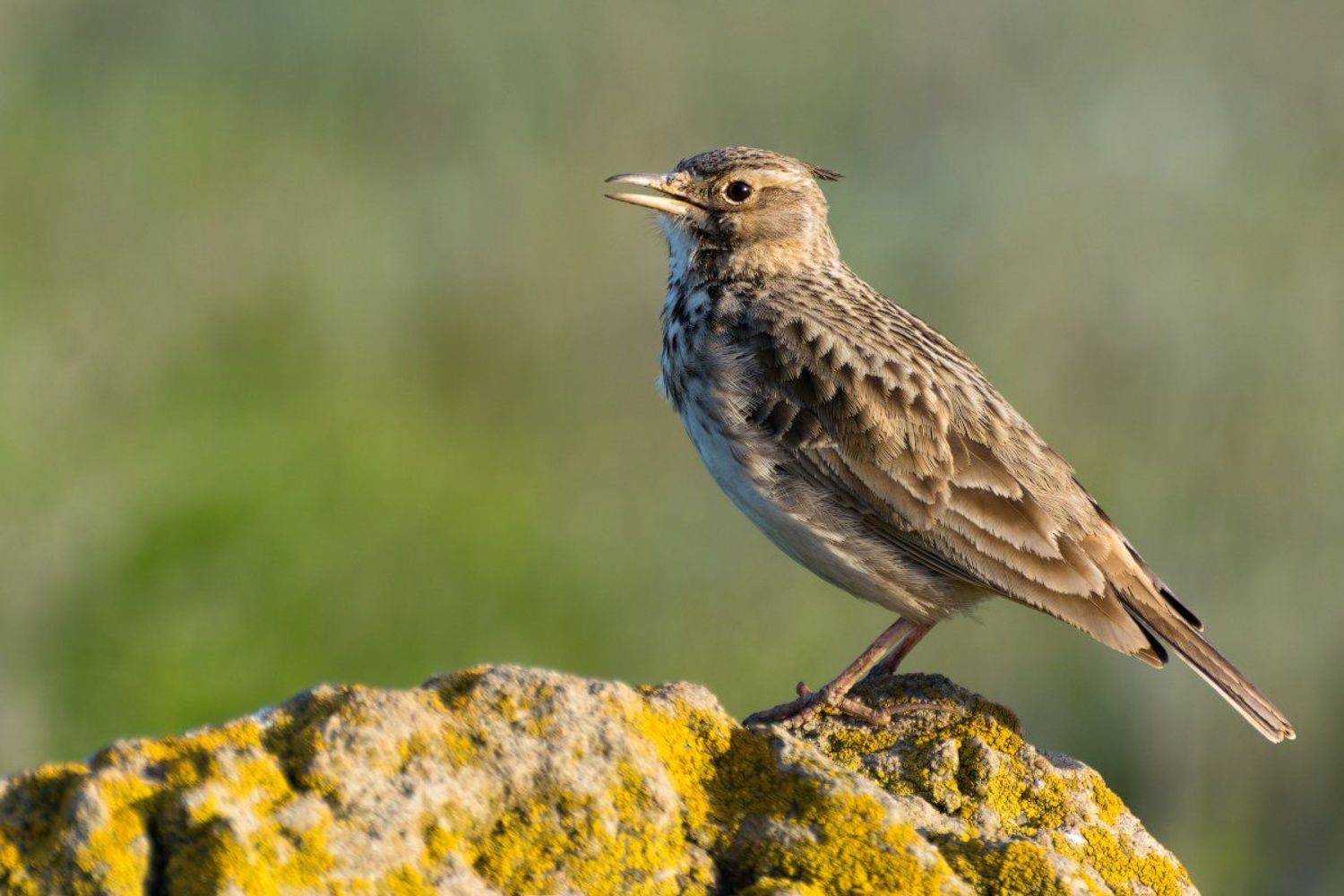 , Александр Сыроватский