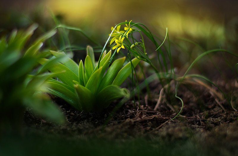 * фото превью