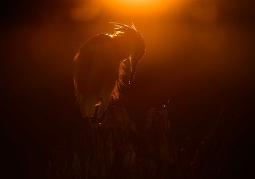 Squacco Heron / жёлтая цапля