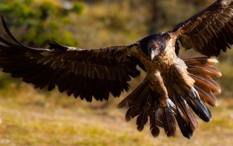 бородатый фото превью