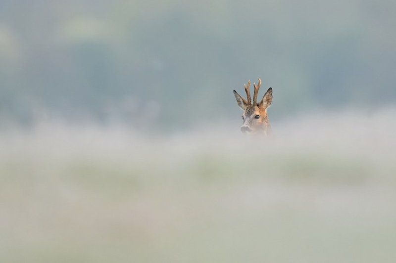 W chmurach фото превью