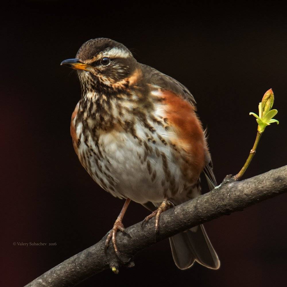 Апрель 2016, Белобровик, Дрозд, Парк сокольники, Валерий Субачев