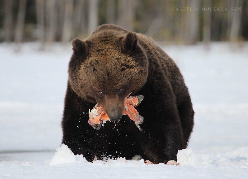 Проснувшись весной ... фото превью
