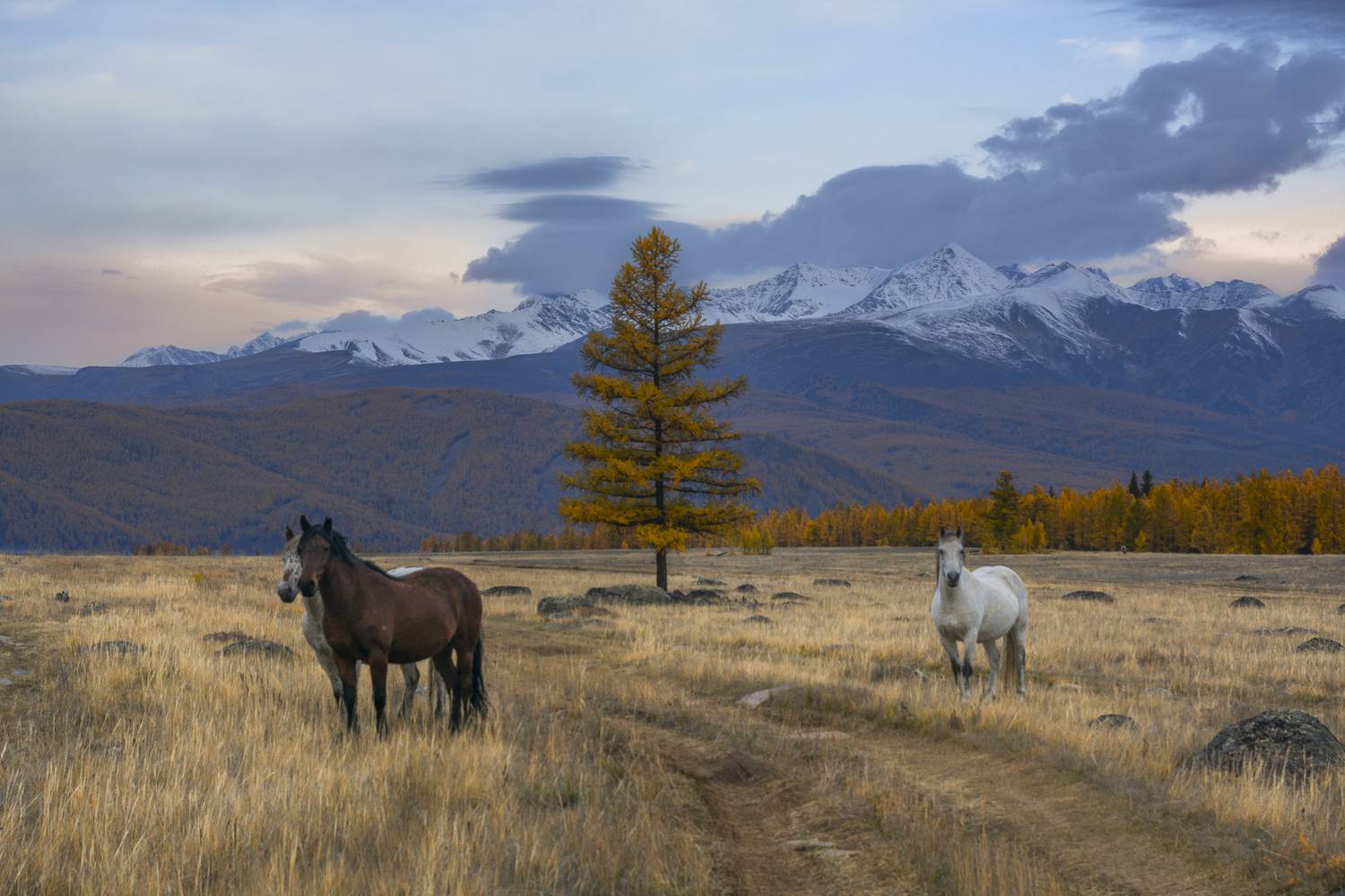 россия, горный алтай,осень, степь, горная степь, лошади, свободный выпас, утро, Андрей Поляков