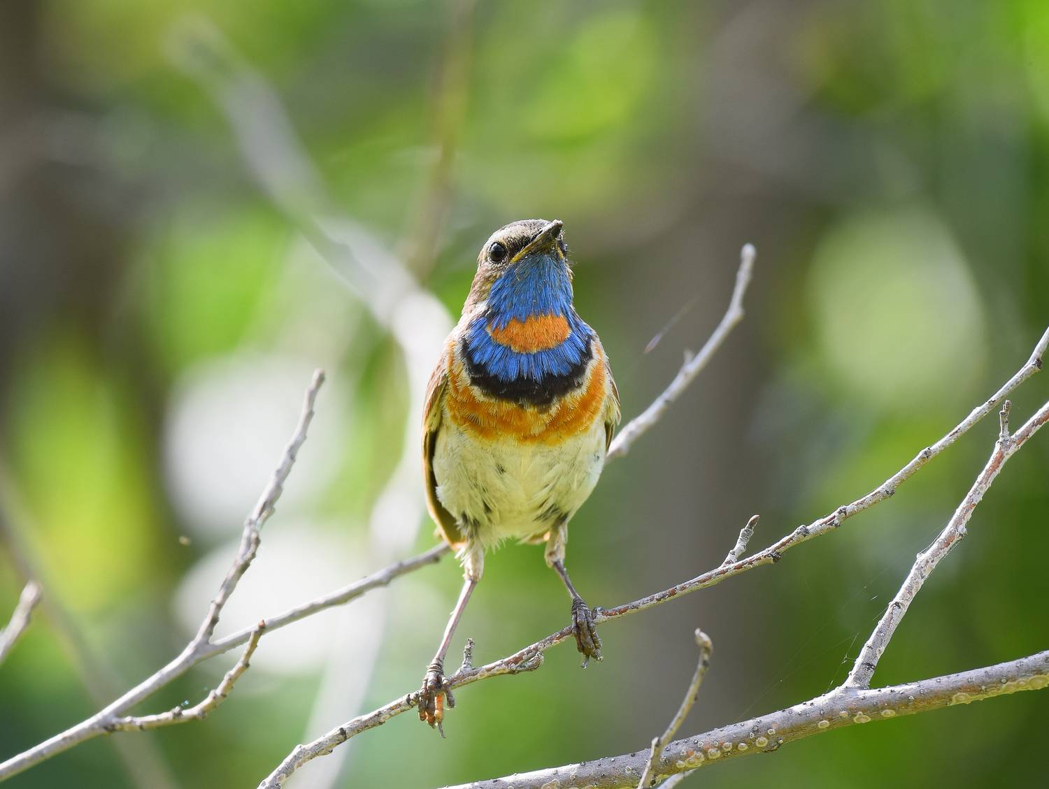 , Алексей Савельев