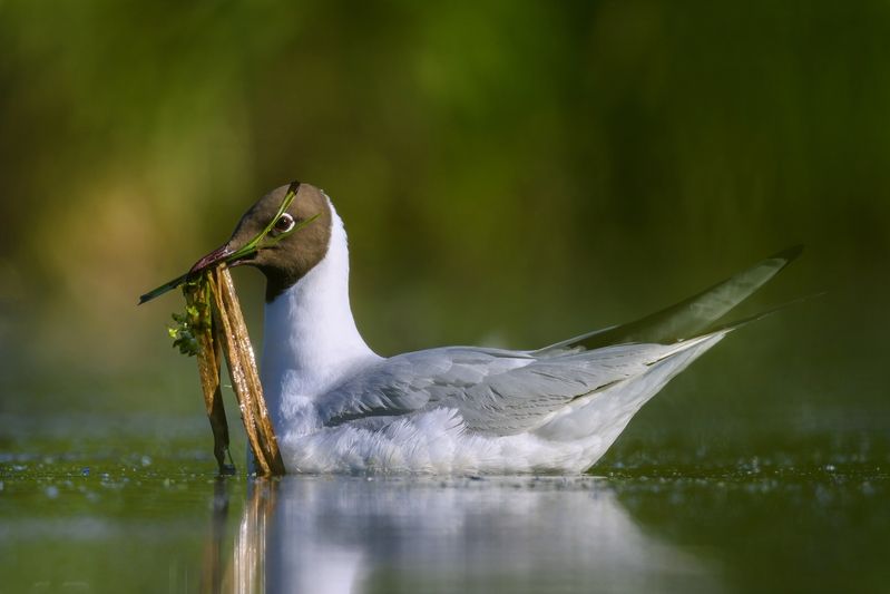 Чайка фото превью