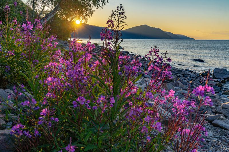 байкал, иван-чай Цветение Иван-чая на Байкале фото превью