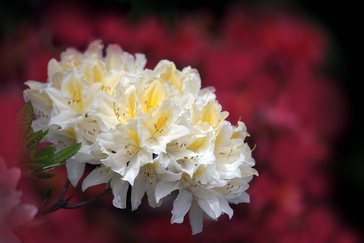 , Бибичков Михаил