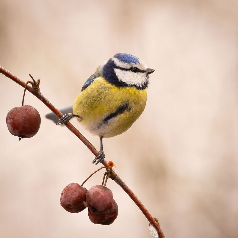 Titmouse фото превью