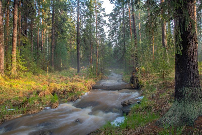 В осеннем лесу фото превью