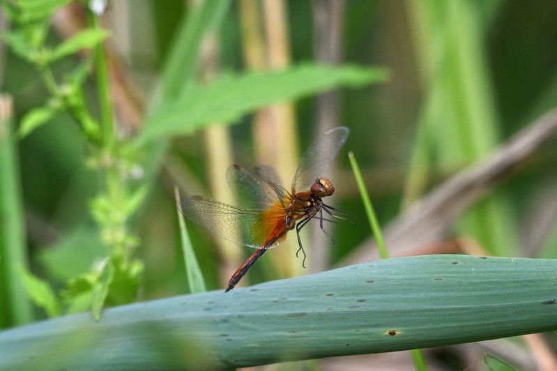 Посадка фото превью