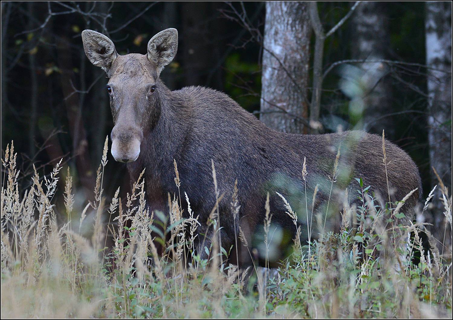 москва, сентябрь, парк, лосиха, АНАТОЛИЙ ДОВЫДЕНКО