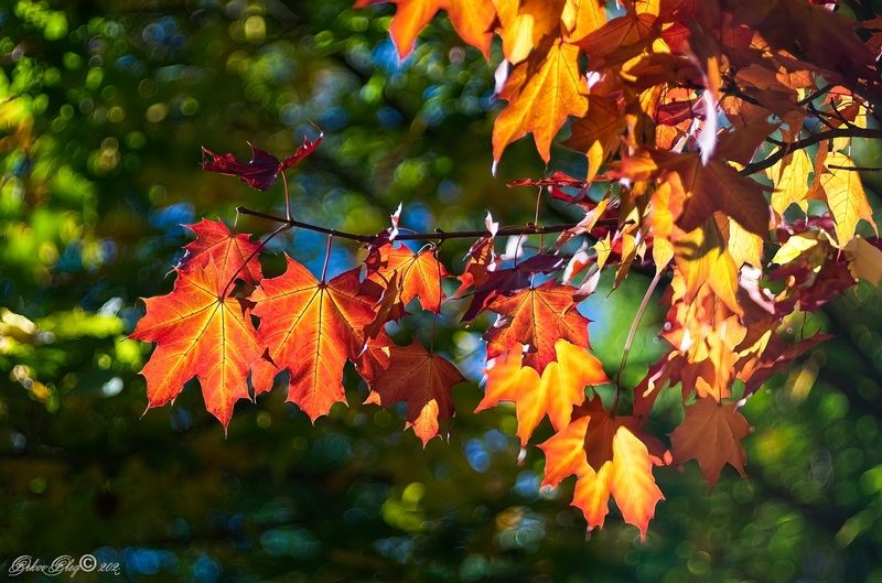 Последний день сентября... фото превью