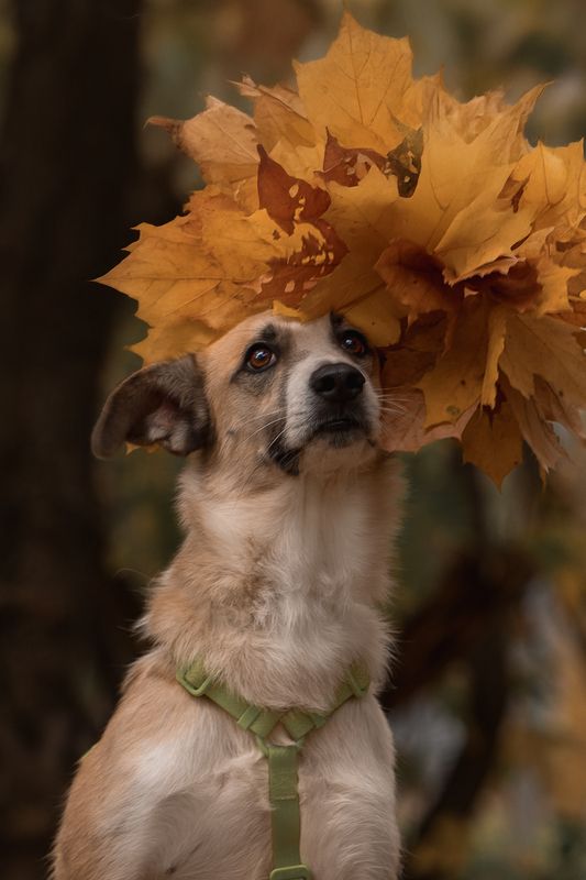 Юта фото превью