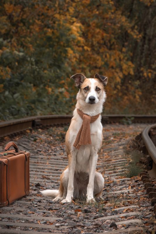 Юта ищет дом фото превью