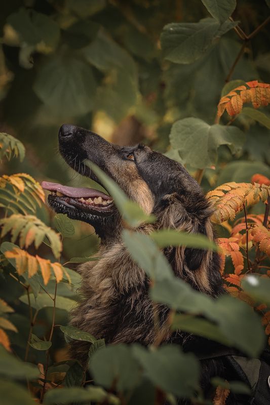 Балу фото превью