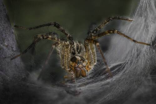 Guardian of the silken lair