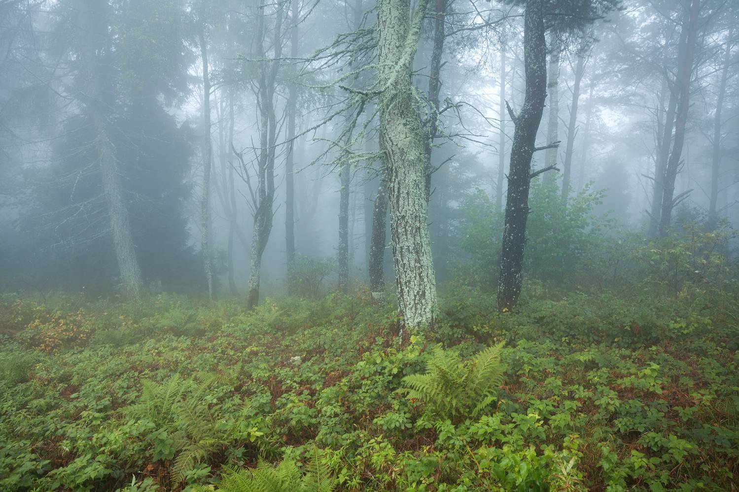 ,  Mirosław Pruchnicki