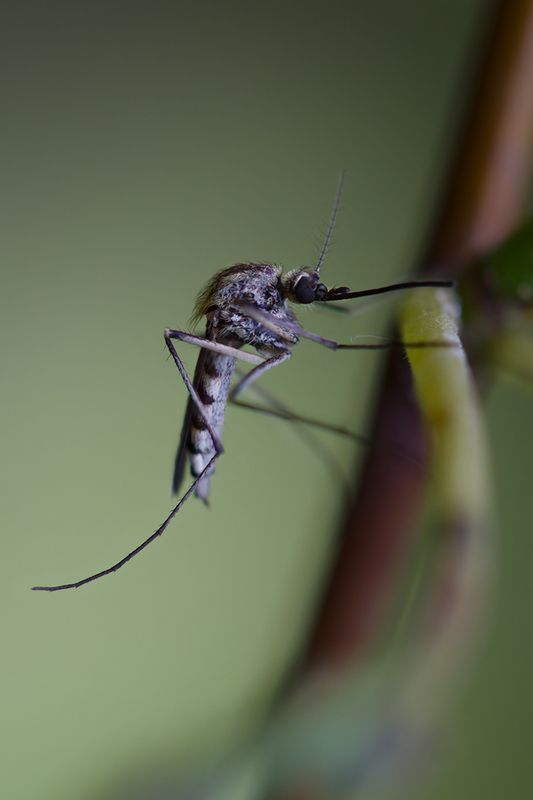 макро, комар, macro Лесной вампир фото превью
