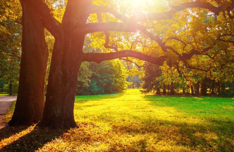Осень в Павловске фото превью