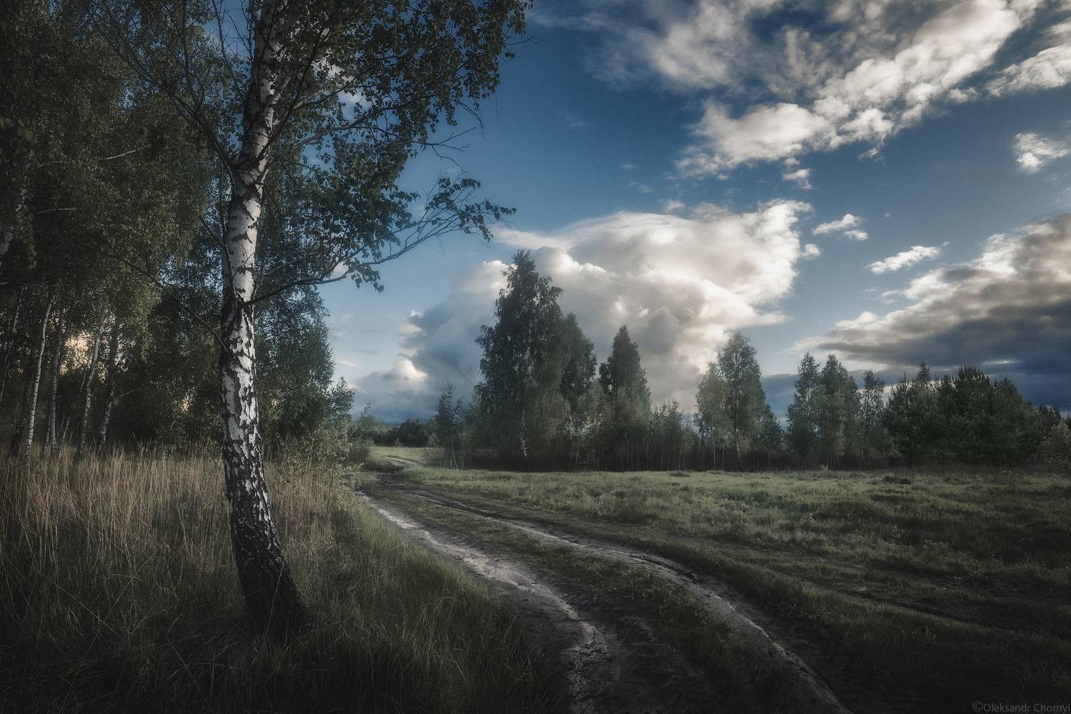 тишина, гармония, березки, природа, зелёныеполя, сельскийпейзаж, сельскаядорога, коростышев, украина, фотографчорный, сашачорный,, Чорный Александр