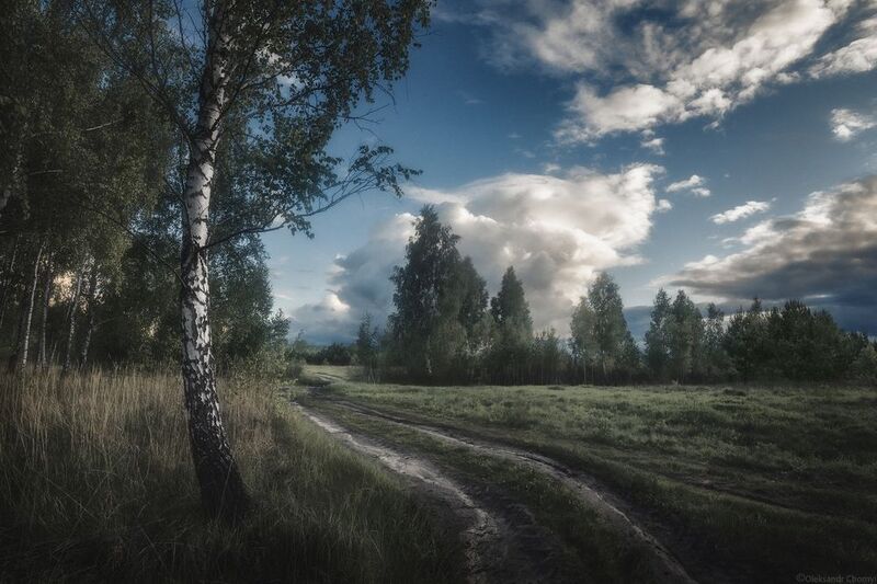 тишина, гармония, березки, природа, зелёныеполя, сельскийпейзаж, сельскаядорога, коростышев, украина, фотографчорный, сашачорный, \