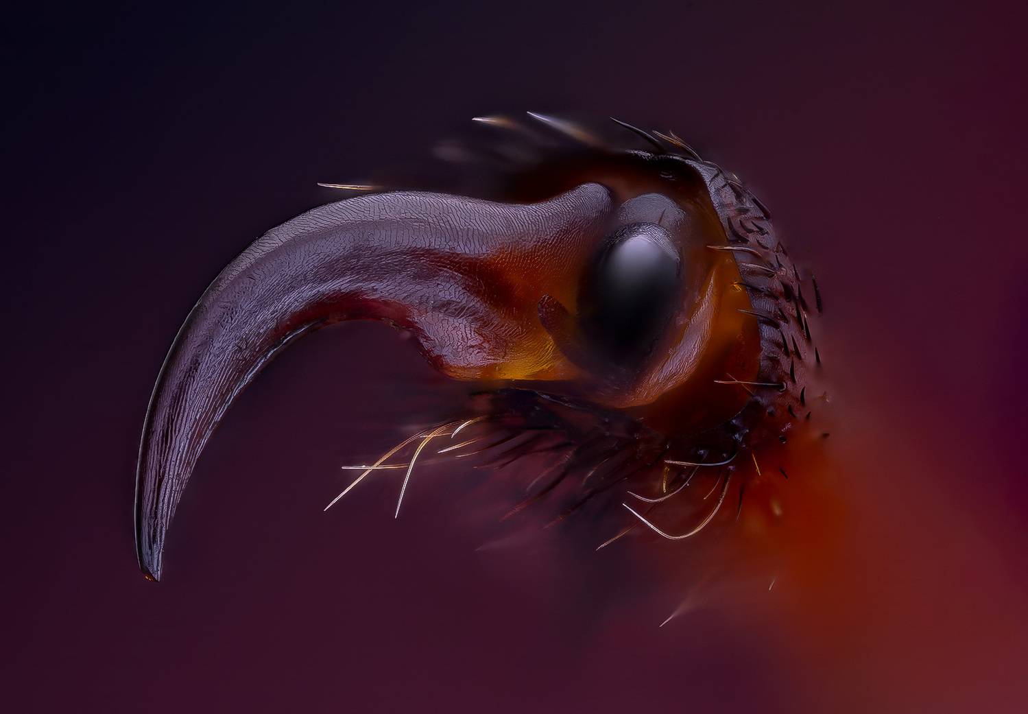 coleoptera, cerambycidae, odontochroma martinsi, усач, Kavaliauskas Eugenijus