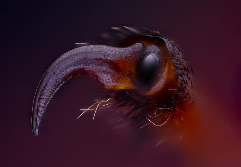 coleoptera, cerambycidae, odontochroma martinsi, усач Не птиц фото превью