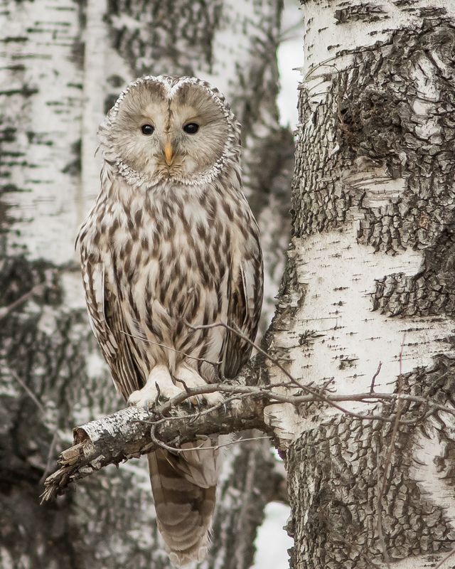 уральская неясыть, длиннохвостая неясыть Длиннохвостая неясыть фото превью