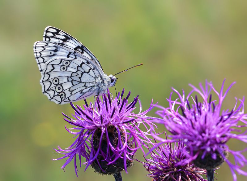 насекомые, бабочка, нимфалида, пестроглазка , лето, июль Пестроглазка русская фото превью