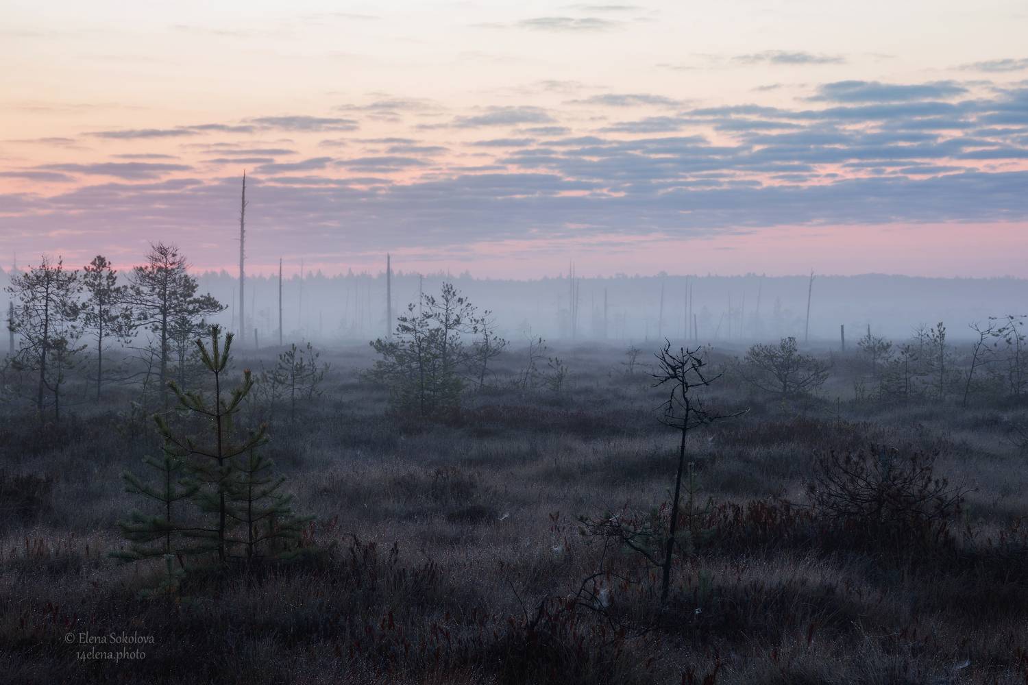 , Елена Соколова
