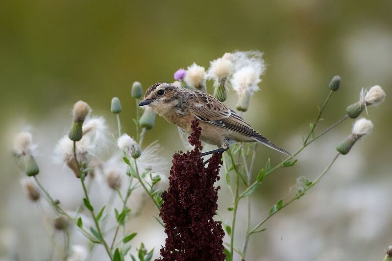 Луговая чеканка / Saxicola rubetra / Whinchat фото превью