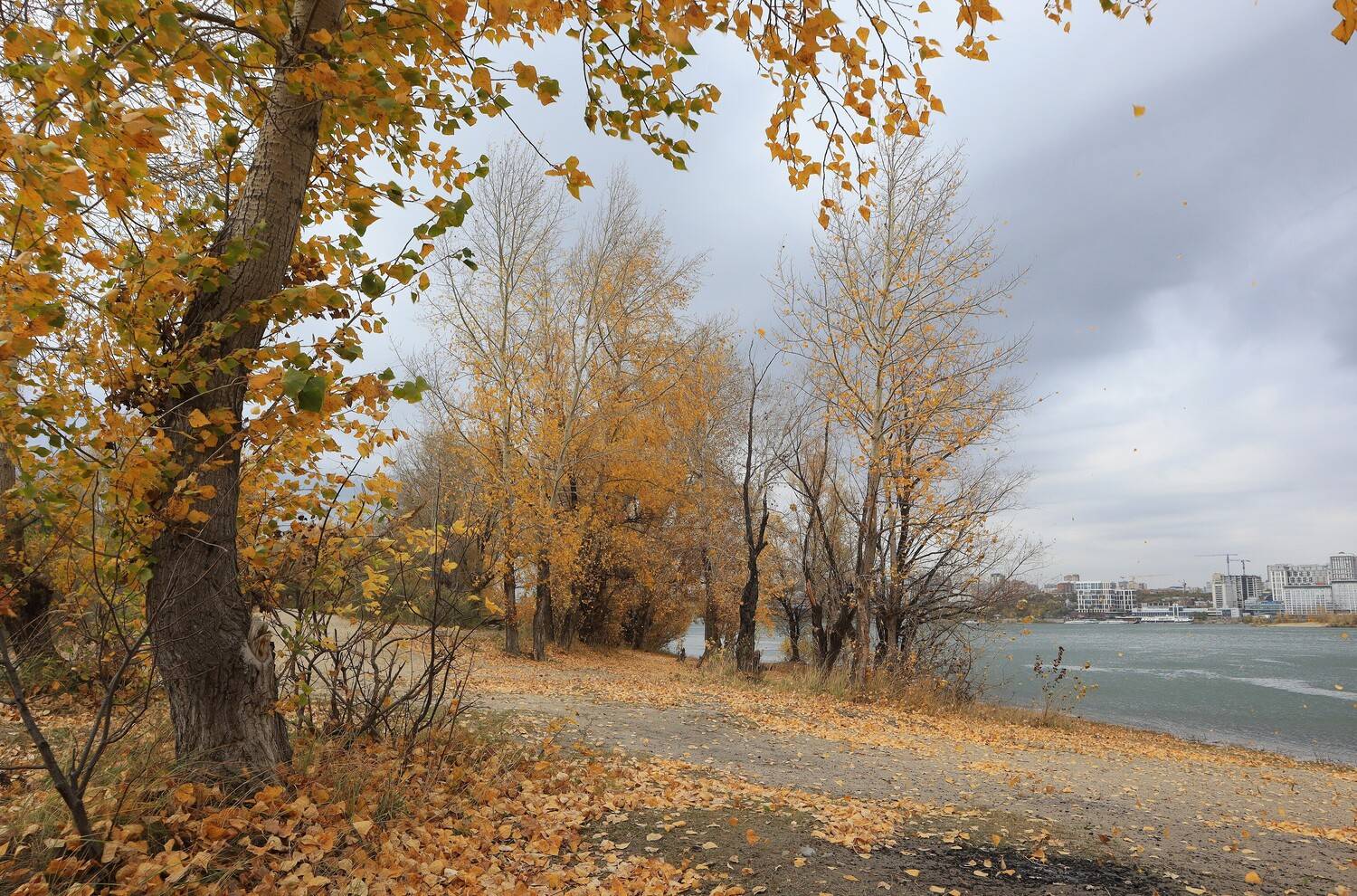 природа,осень,деревья, Козлова Галина